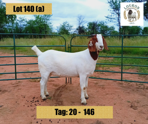 4X BOER GOAT EWE FLOCK, FLOCK, STUD, FLOCK PREGNANT LOURON BOERBOKSTOET (BUY PER ANIMAL TO TAKE LOT)