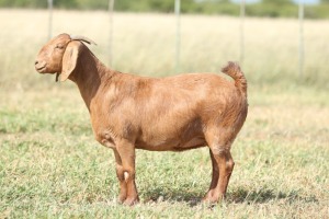 1x KALAHARI RED EWE FLOCK PREGNANT ANTON & RICKUS BOTHMA 