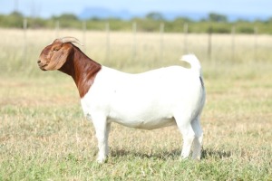 2x BOER GOAT EWE FLOCK PREGNANT ANTON & RICKUS BOTHMA (BUY PER ANIMAL TO TAKE LOT)