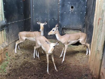 LOT 96 3x WHITE FLANKED IMPALA EWE(PER STUK OM LOT TE NEEM/PER PIECE TO TAKE THE LOT)