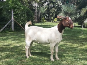 4x BOER GOAT EWE STUD, STUD, FLOCK, FLOCK PREGNANT BRAAM VAN DER MERWE BOERDERY (BUY PER ANIMAL TO TAKE LOT)