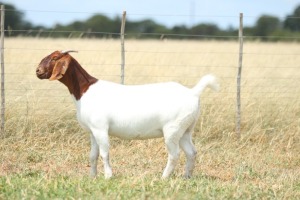 1x BOER GOAT EWE FLOCK ANTON & RICKUS BOTHMA