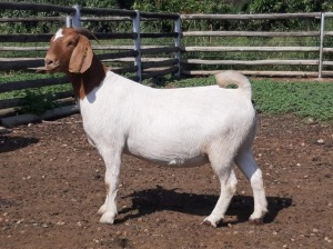 3x BOER GOAT EWE FLOCK PREGNANT BRAAM VAN DER MERWE BOERDERY (BUY PER ANIMAL TO TAKE LOT)