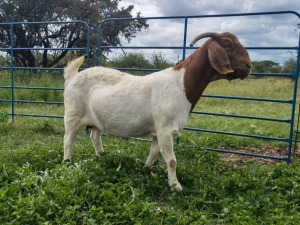 2x BOER GOAT EWE FLOCK WEAN, FLOCK COLOR PREGNANT ELYSIUM (BUY PER ANIMAL TO TAKE LOT)