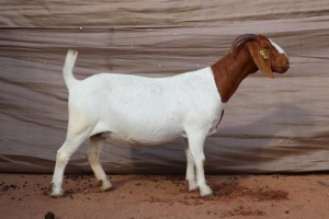 2X BOER GOAT EWE FLOCK, PREGNANT GJ FOURIE BOERBOKSTOET (BUY PER ANIMAL TO TAKE LOT)