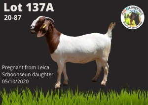 2X BOER GOAT EWE STUD, FLOCK PREGNANT LANGKLOOF BOERBOKSTOET (BUY PER ANIMAL TO TAKE LOT)