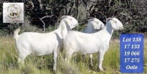 WITHDRAW - 3X SAVANNA EWE STUD, FLOCK TAT SCHOLTZ SAVANNAS (BUY PER ANIMAL TO TAKE LOT)