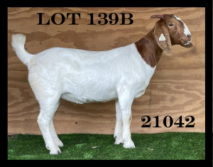 4x BOER GOAT EWE PS, PS, FLOCK COLOR, PS MYL 50 (BUY PER ANIMAL TO TAKE LOT)