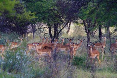 LOT 99 10x ROOIBOK OOI/IMPALA EWE(PER STUK OM LOT TE NEEM/PER PIECE TO TAKE THE LOT)