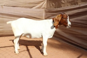 2X BOER GOAT EWE FLOCK PREGNANT GJ FOURIE BOERBOKSTOET (BUY PER ANIMAL TO TAKE LOT)