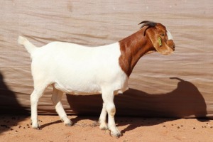 3+2X BOER GOAT EWE FLOCK PREGNANT GJ FOURIE BOERBOKSTOET (BUY PER ANIMAL TO TAKE LOT)