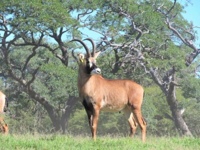 LOT 100 1x BASTER GEMSBOK BUL/ROAN BULL