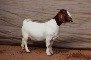 2+2X BOER GOAT EWE FLOCK GJ FOURIE BOERBOKSTOET (BUY PER ANIMAL TO TAKE LOT)