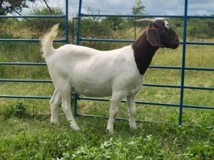 4x BOER GOAT EWE FLOCK PREGNANT ELYSIUM (BUY PER ANIMAL TO TAKE LOT)