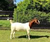 WITHDRAW - 1x BOER GOAT EWE PREGNANT BEZUIDENHOUT BOERBOKSTOET - 2