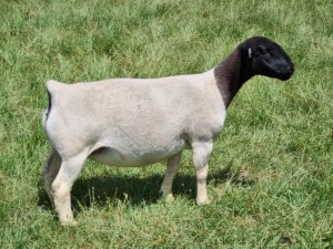 LOT 38 1X DORPER OOI/EWE PREGNANT FLOCK ALBIAN STOET