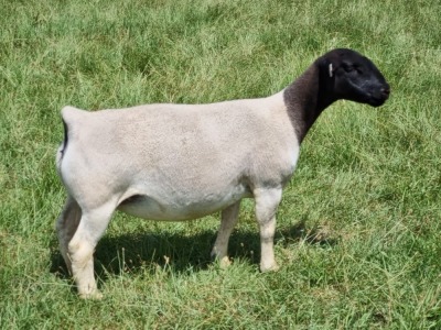 LOT 38 1X DORPER OOI/EWE PREGNANT FLOCK ALBIAN STOET