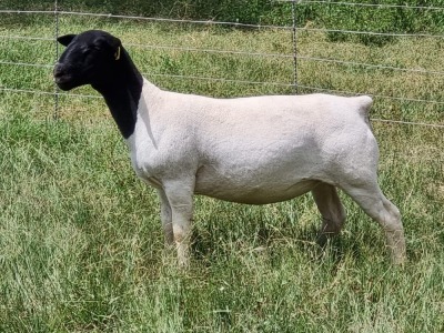 LOT 39 1X DORPER OOI/EWE T5 ALBIAN STOET