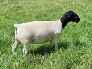 LOT 37 1X DORPER OOI/EWE PREGNANT T5 ALBIAN STOET