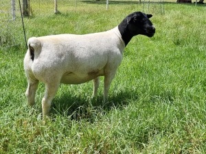 ONTTREK LOT 36 1X DORPER OOI/EWE ALBIAN STOET