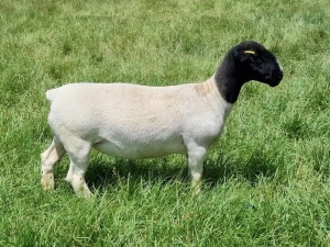 LOT 40 1X DORPER OOI/EWE PREGNANT STUD ALBIAN STOET