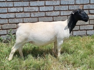 LOT 111 1X DORPER OOI/EWE PREGNANT T5 ALBIAN STOET