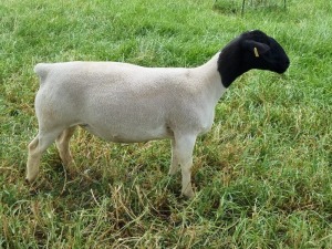 LOT 112 1X DORPER OOI/EWE PREGNANT FLOCK ALBIAN STOET