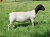 LOT 113 1X DORPER OOI/EWE PREGNANT STUD ALBIAN STOET