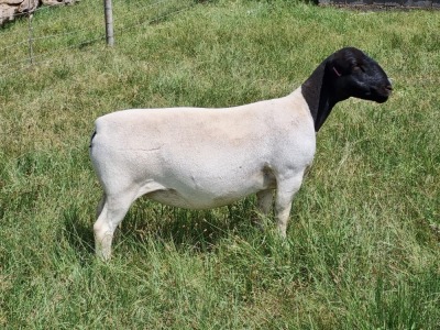 LOT 115 1X DORPER OOI/EWE PREGNANT STUD ALBIAN STOET