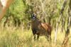 LOT 101 1x BASTER GEMSBOK BUL/ROAN BULL - 2