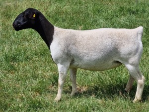 LOT 114 1X DORPER OOI/EWE PREGNANT STUD ALBIAN STOET