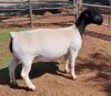 LOT 21 1X DORPER OOI/EWE PREGNANT T5 MICKEY PHILLIPS