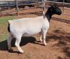 LOT 21 1X DORPER OOI/EWE PREGNANT T5 MICKEY PHILLIPS - 2