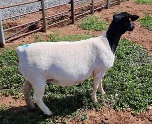 LOT 108 1X DORPER OOI/EWE PREGNANT T5 MICKEY PHILLIPS