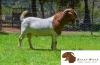 WITHDRAW - 1X BOER GOAT RAM FLOCK COLOR BRENT-MEEK BOERBOKSTOET