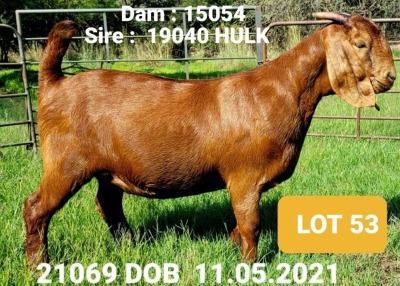 1X KALAHARI RED EWE FLOCK WEAN J.KLEYNHANS