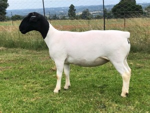 LOT 20 1X DORPER OOI/EWE T5 PREGNANT TIEGERPOORT DORPERS