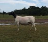 LOT 81 1X DORPER EWE STUD PREGNANT SCHALK BURGER BOERDERY