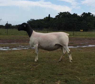 LOT 81 1X DORPER EWE STUD PREGNANT SCHALK BURGER BOERDERY