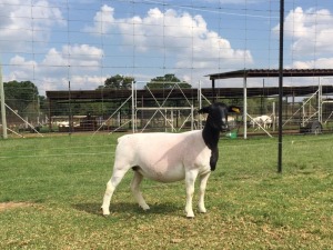 LOT 83 1X DORPER EWE FLOCK PREGNANT SCHALK BURGER BOERDERY