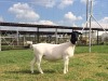 LOT 82 1X DORPER EWE STUD SCHALK BURGER BOERDERY