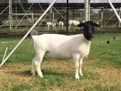 LOT 84 1X DORPER EWE STOET SCHALK BURGER BOERDERY