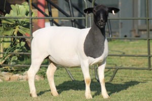 LOT 41 1X DORPER OOI/EWE STUD JOWILIZE DORPERS