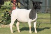 LOT 41 1X DORPER OOI/EWE STUD JOWILIZE DORPERS - 2