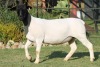 LOT 41 1X DORPER OOI/EWE STUD JOWILIZE DORPERS - 3