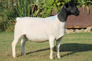 LOT 42 1X DORPER OOI/EWE T5 PREGNANT JOWILIZE DORPERS