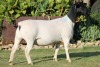 LOT 42 1X DORPER OOI/EWE T5 PREGNANT JOWILIZE DORPERS - 2