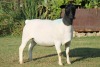 LOT 42 1X DORPER OOI/EWE T5 PREGNANT JOWILIZE DORPERS - 3