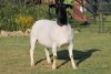 LOT 42 1X DORPER OOI/EWE T5 PREGNANT JOWILIZE DORPERS - 4