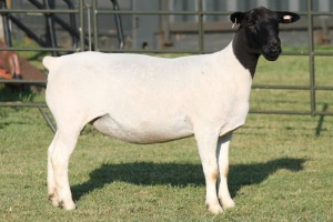 LOT 43 1X DORPER OOI/EWE T5 JOWILIZE DORPERS